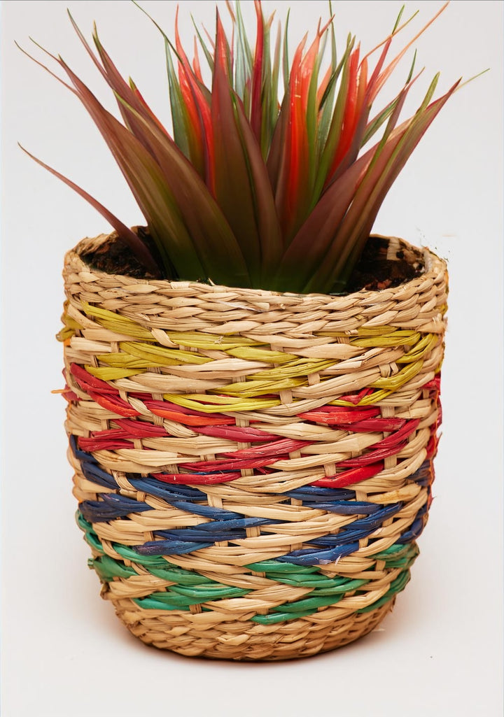 Small Seagrass Rainbow Planter Second Nature Online